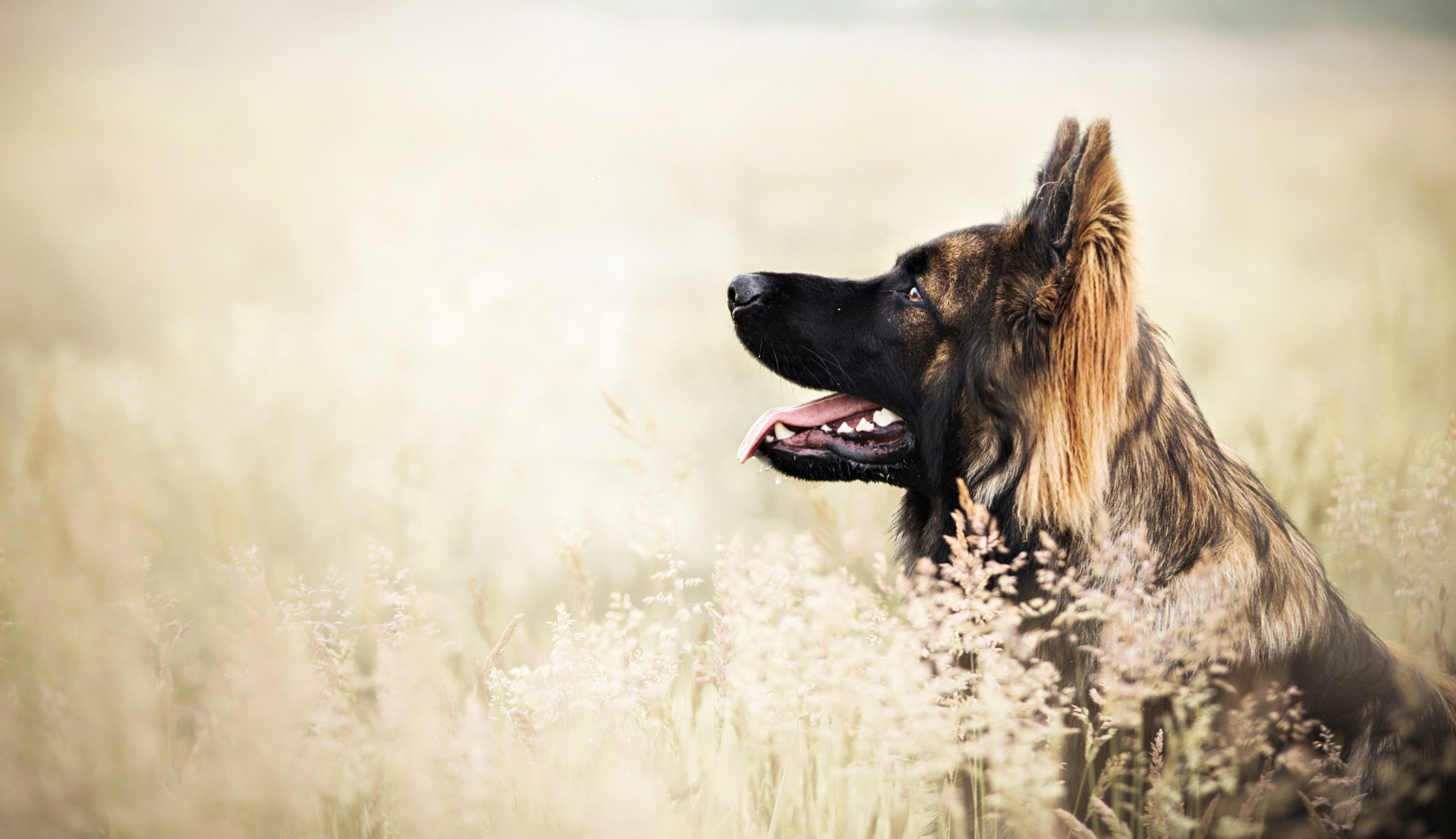 Взыскание ущерба при укусе собаки в Гавриловом-Яме