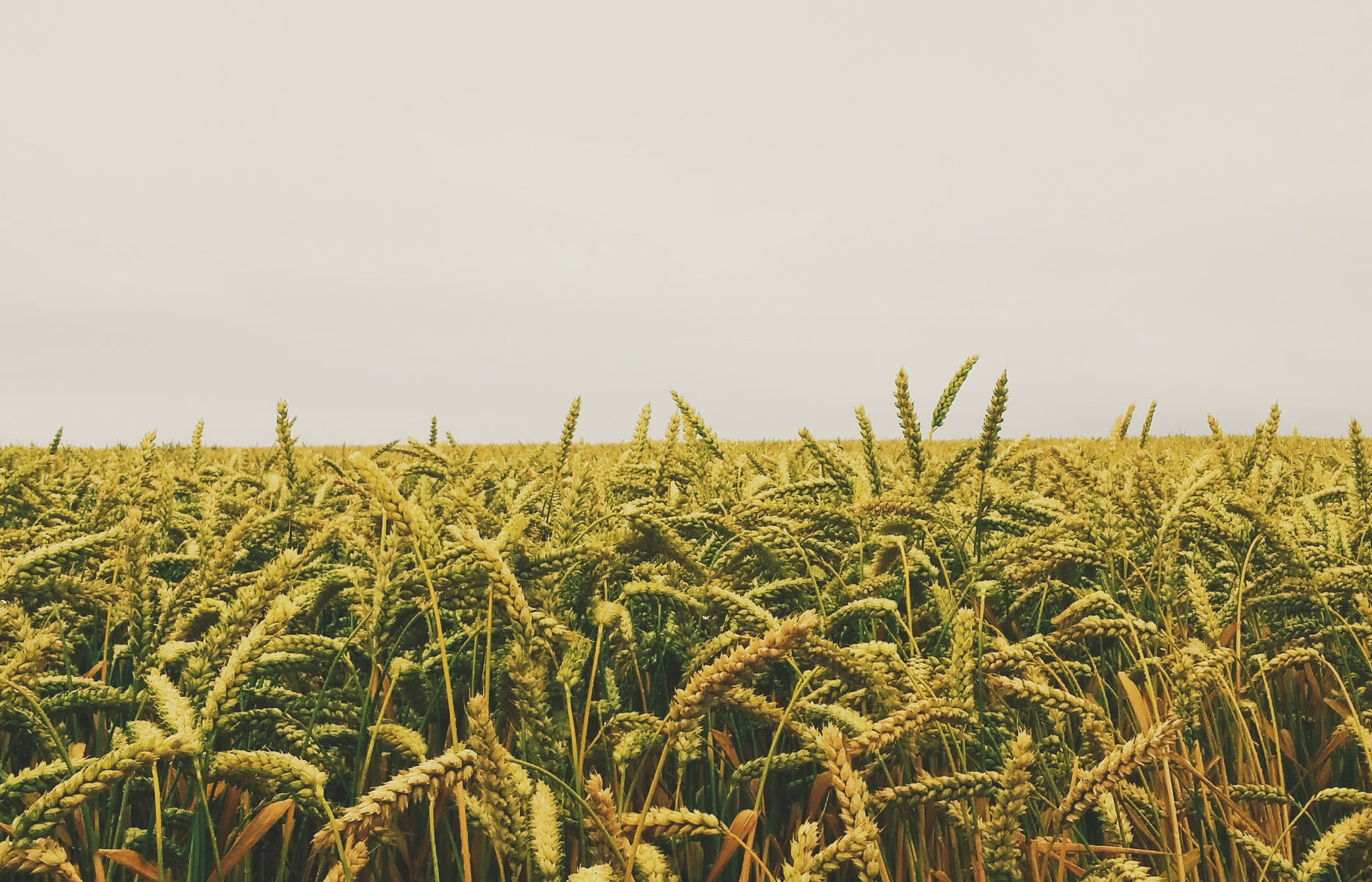Юрист по земельным спорам в Гавриловом-Яме. Услуги земельного юриста.